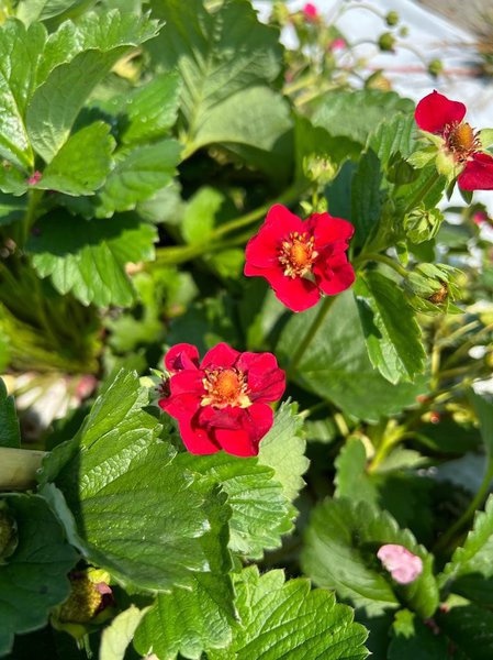 zchtung, rote erdbeerblten