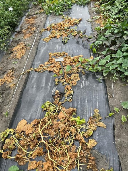 züchtung, melonen