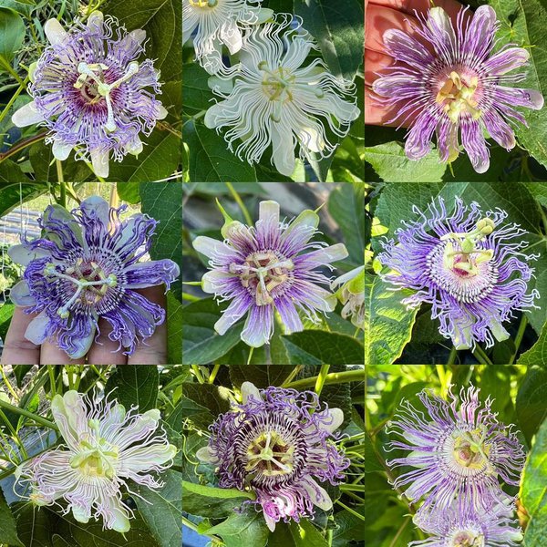 zÃ¼chtung, passionsblume