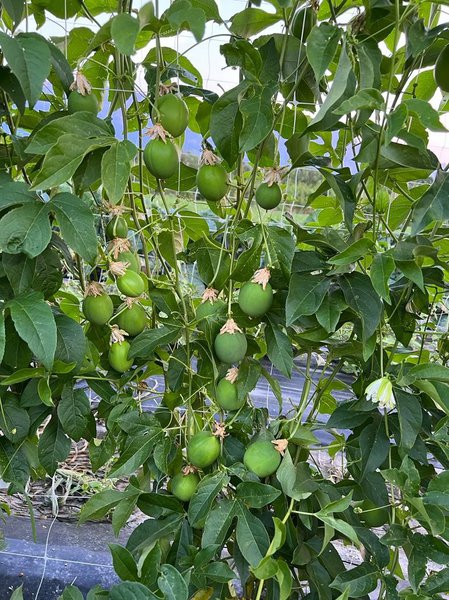 züchtung, passionsblüme, früchte