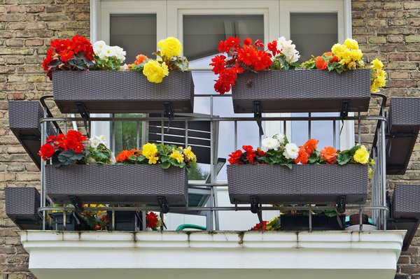 Begonien auf dem Balkon