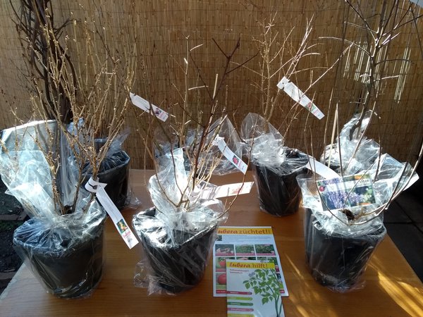 Gartenjahr 2019 Fred LÃ¼bke