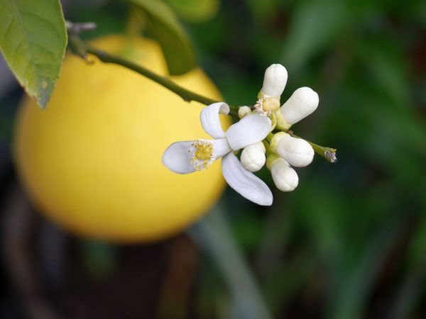 Bergamotte (Citrus bergamia) pflanzen - Tipps