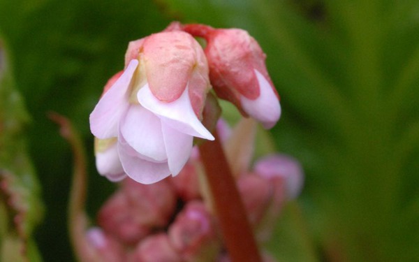 Bergenia Hybride 'Baby Doll'