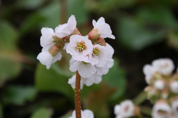 Bergenia cordifolia Silberlicht