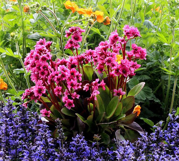 Bergenia cordifolia 'Flirt'