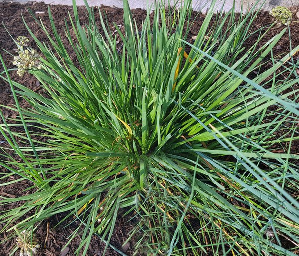 Berglauch (Allium senescens)