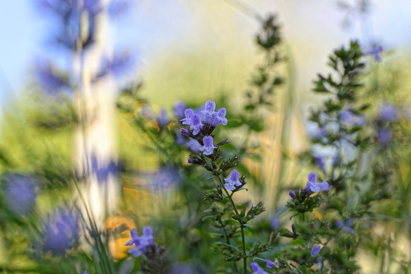 Mit der richtigen Pflege gedeiht die Bergminze auch in Kübelhaltung