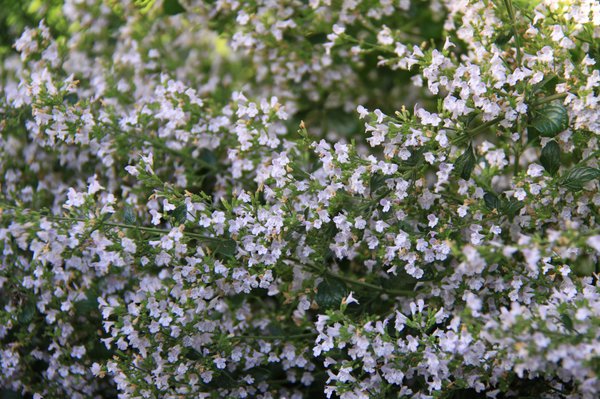 Bergminze, Calamintha nepeta