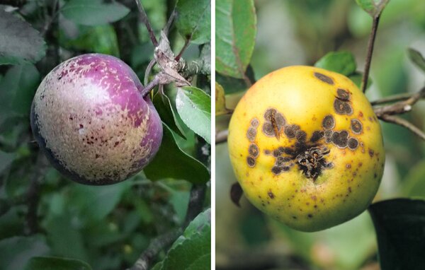 Apfel (Redlove) mit Berostung vs Schorf (Golden Del)