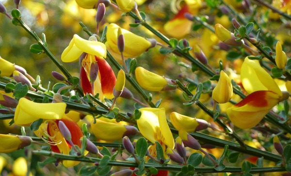 Cytisus scoparius Andreanus Splendens Ginster Blten