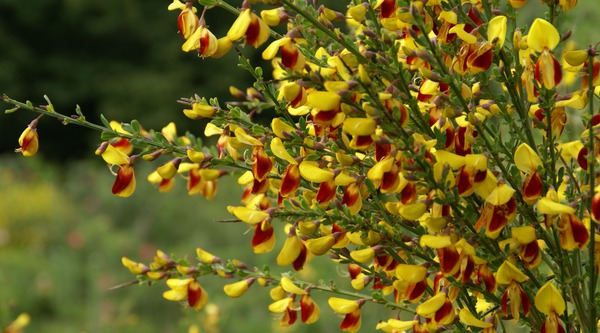 Ginster Andreanus Splendens