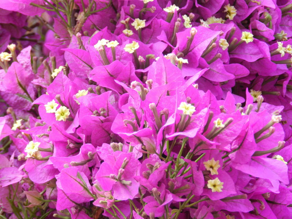 Besondere Kletterpflanzen Bougainvillea glabra Lubera