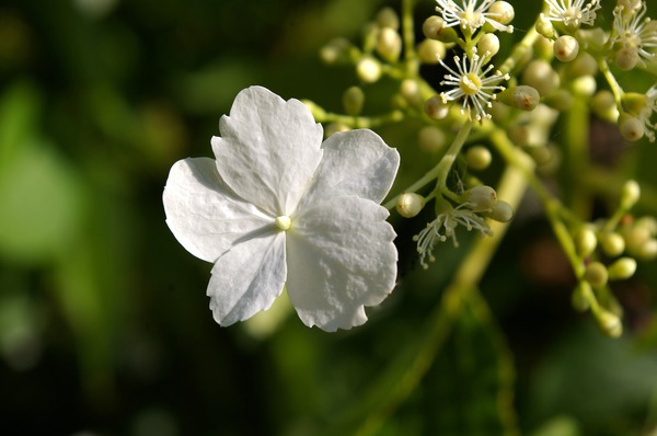 Besondere Kletterpflanzen Kletterhortensie hydrangea petiolaris