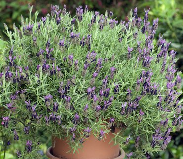 Besonders Schopflavendel (Lavandula stoechas), der bereits eine gewisse Größe erreicht hat, sollte unbedingt zurückgeschnitten werden