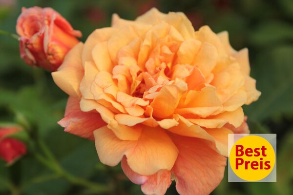 Best-Preis Rose Aloha, NL Mai 2025