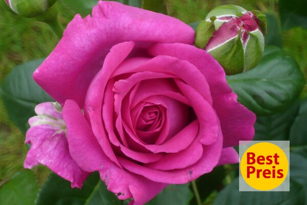 Best-Preis Rose, Chartreuse de Parme, NL Mai 2025