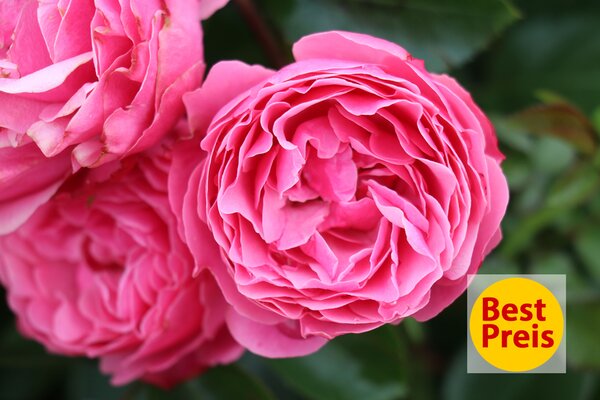 Best-Preis Rose, Leonardo da Vinci, NL Mai 2025