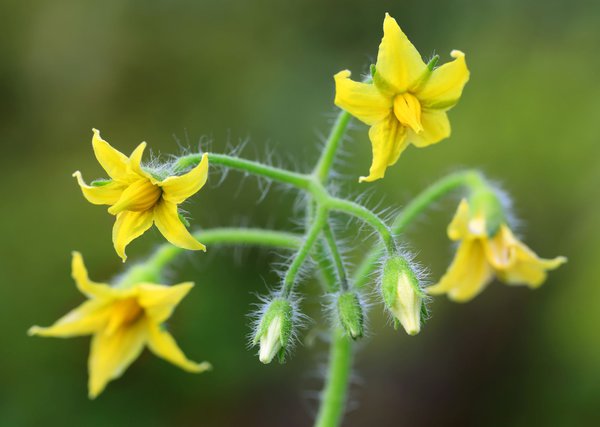 Tomatenblüte