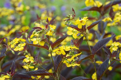 Bewimperter Felberich (Lysimachia ciliata)