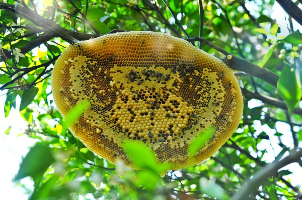 Wunderschönes Bienennest