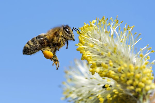Bienenweide anlegen - so geht´s!