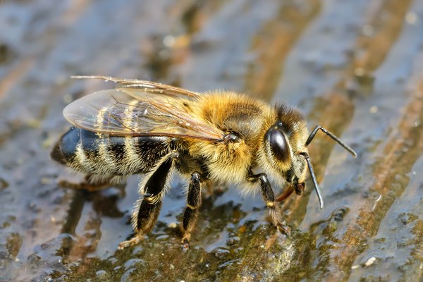 Bienen brauchen viel Wasser.