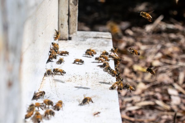 Auf dem Balkon sind Bienen meistens unerwnscht