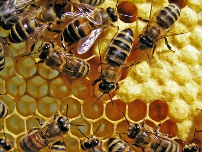 Manukahonig ist auch bei den Bienen sehr beliebt