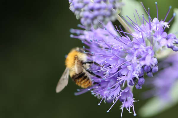 Gründüngung Bienenweide