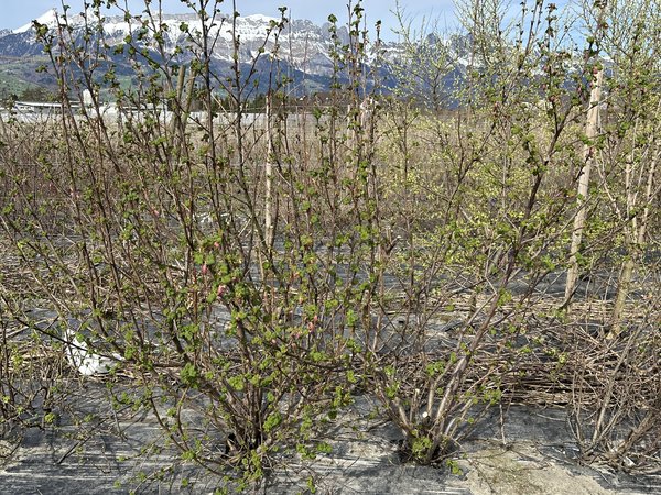 Blutjohannisbeeren schneiden, links vor dem Schnitt und rechts nach dem Schnitt, Ribes sanguineum, Lubera