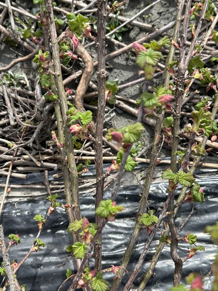 Blutjohannisbeeren schneiden, Ribes sanguineum, Lubera