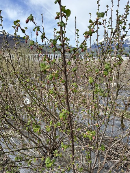 Blutjohannisbeeren schneiden, Ribes sanguineum, Lubera