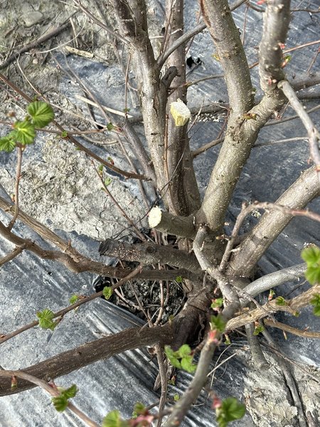 Blutjohannisbeeren schneiden, Ribes sanguineum, Lubera