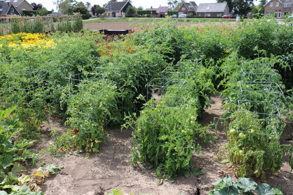 Tomaten anbinden TomatenkÃ¤fig Burpee Europe