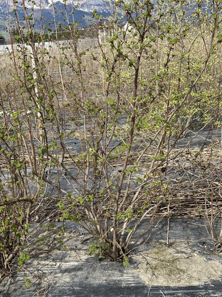 Blutjohannisbeeren schneiden, Ribes sanguineum, Lubera