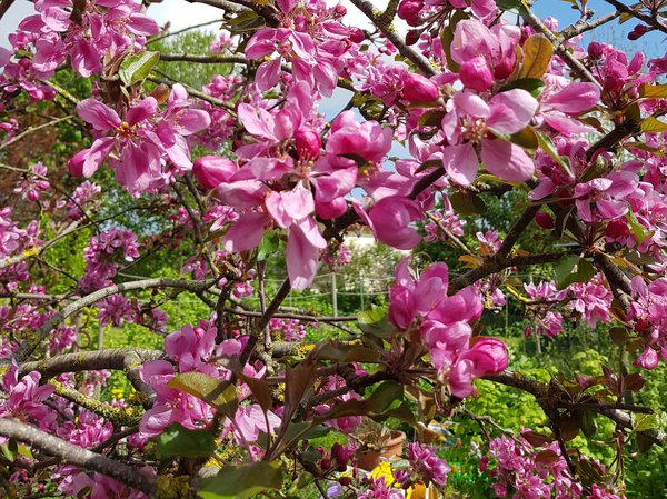 SÃ¼ss-saure Garten Ranka Tessin Redlove BlÃ¼te