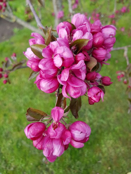 Süss-saure Garten Ranka Tessin Redlove Blüten Lubera