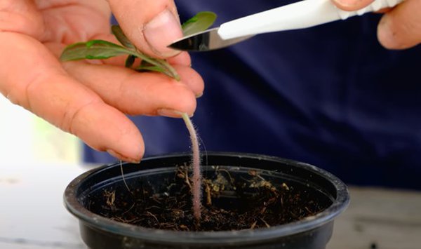 Gartenvideo, Tomaten veredeln