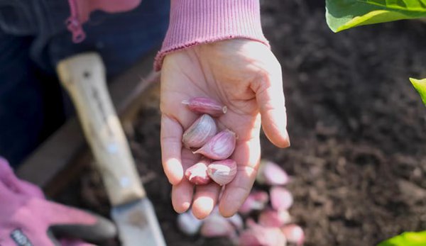 Gartenvideo, Knoblauch stecken