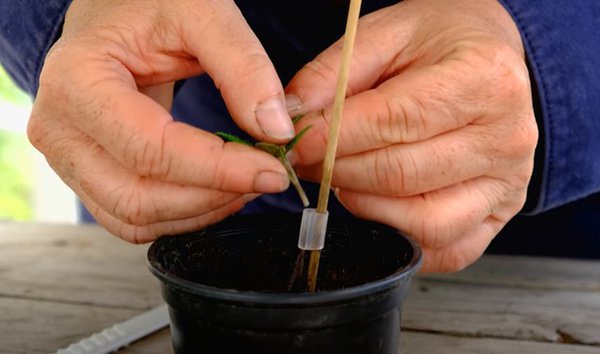 Gartenvideo, Tomaten veredeln