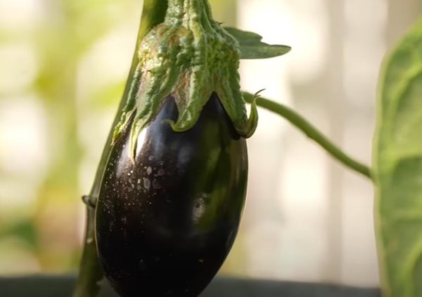 Balkongemse anbauen, Gartenvideo