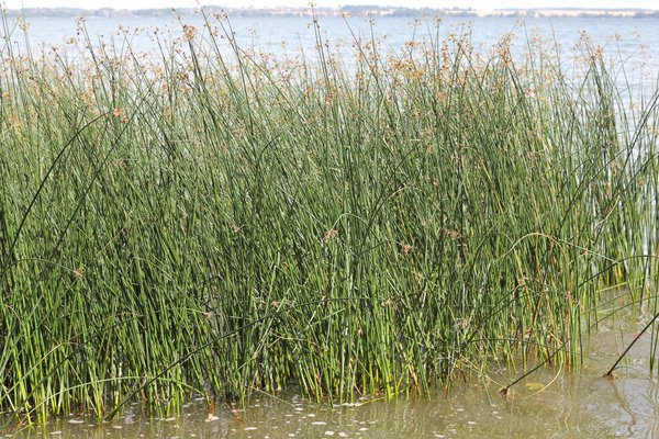 Binsen am Schweriner See