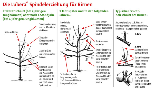 Birnbaum pflanzen, pflegen und schneiden, Spindelerziehung Lubera