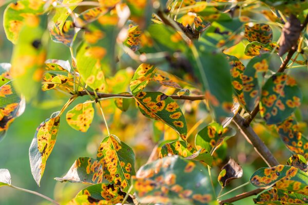 Birnengitterrost, Gymnosporangium sabinae, Gitterrost, Nebenwirt Birne, Befall stark