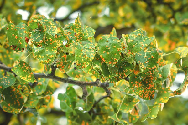 Birnengitterrost, Gymnosporangium sabinae, Gitterrost, Nebenwirt Birne, Befall stark