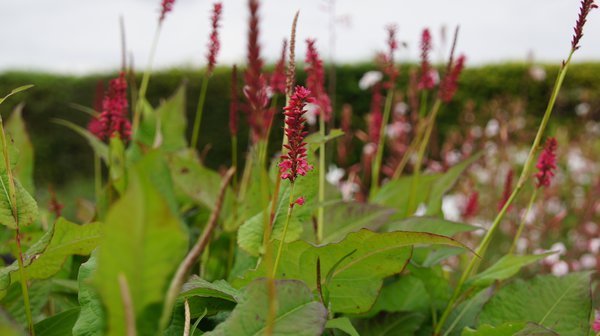 Bistorta amplexicaulis Speciosum, Kerzenknterich, Kerzen Knterich, Schlangenknterich, Schlangen Knterich