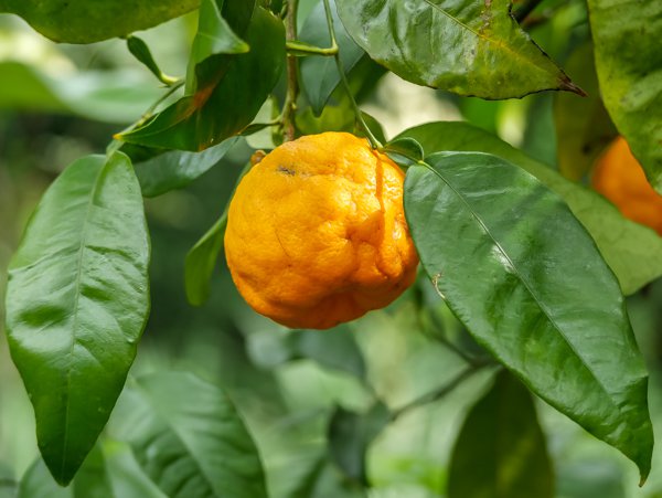 Citrus aurantium Bitterorange