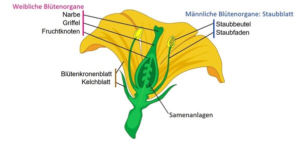Blte Aufbau, vereinfacht