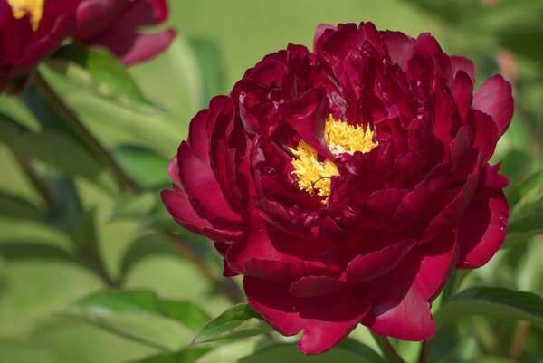 Paeonia Black Star, Pfingstrose, Pfingstrosen 